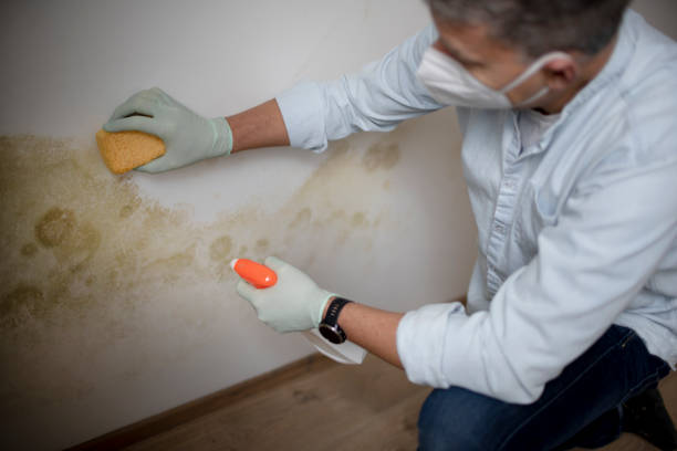 Best Commercial Mold Removal  in Aquebogue, NY