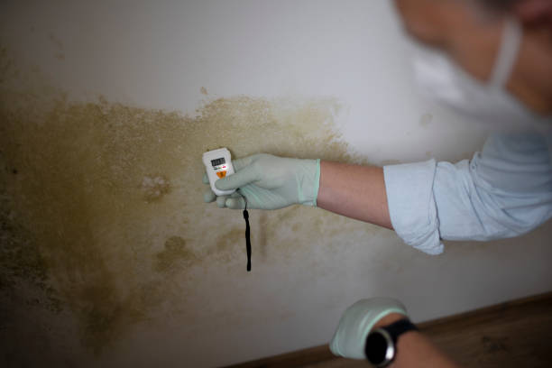 Best Local Mold Removal Service  in Aquebogue, NY