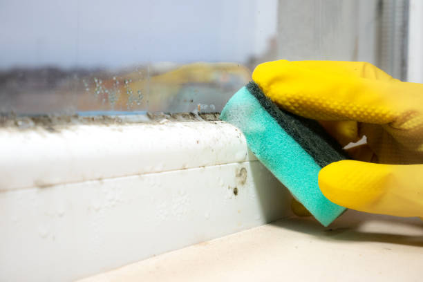Best Mold Damage Repair  in Aquebogue, NY