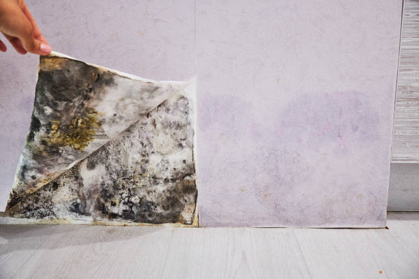 Best Mold Cleaning Services  in Aquebogue, NY